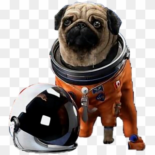 Astronaut Pug Helmet Space Dog Spacedog Freetoedit - Pug In Space Suit, HD Png Download