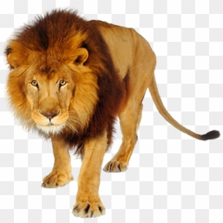 Lion And Tiger Png - Goanimate Lion, Transparent Png