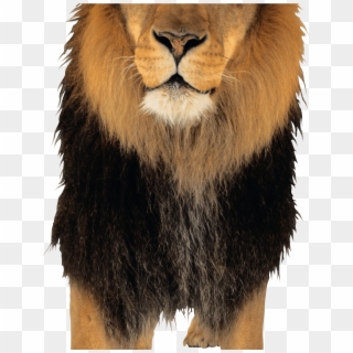 Lion Png Image, Transparent Png