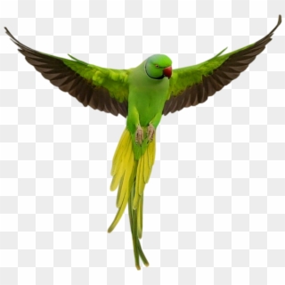 Parrot Download Png - Parrot Png, Transparent Png