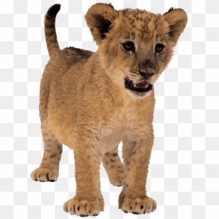 Baby Lion Png Image Hd Wallpaper Download For Android - Baby Lion Transparent Background, Png Download