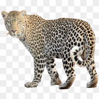 Wild Animals Png - Leopard Png, Transparent Png