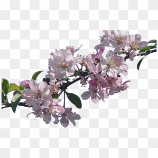 Blossom Png Transparent - Real Cherry Blossom Png, Png Download