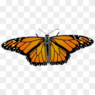 File - Monarch Butterfly - Svg - Monarch Butterfly, HD Png Download