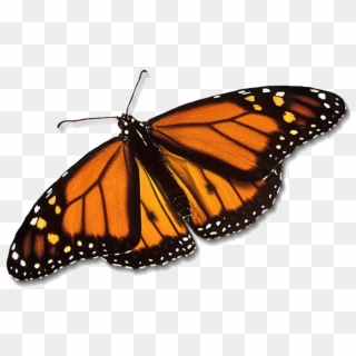Monarch Butterfly Png Free Download - Monarch Butterfly Transparent, Png Download