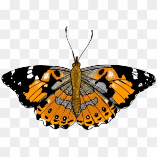 4872 Painted Lady Butterfly Stock Photos  Free  RoyaltyFree Stock  Photos from Dreamstime