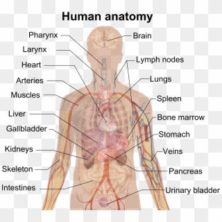 Man Shadow Anatomy - Liver Meaning In Telugu, HD Png Download