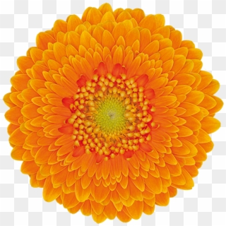Florist Holland - Orange Flower Tumblr Transparent, HD Png Download