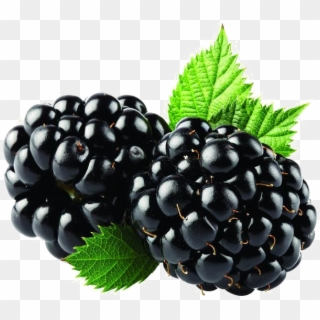 Blackberry Fruit Png Free Download - Blackberry Fruit Png, Transparent Png