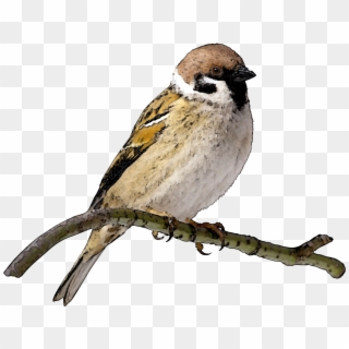 Sparrow Free Png Image - Sparrow Png, Transparent Png