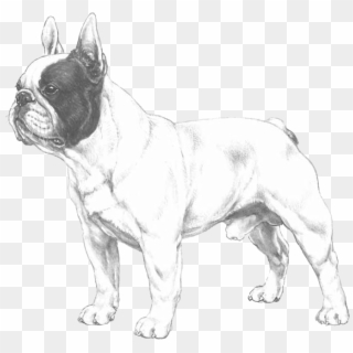 French Bulldog Png - French Bulldog Transparent Logo, Png Download