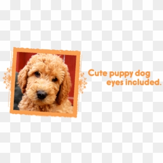 Cute Puppy Dog Eyes Included / Labradoodle Puppies - Labradoodle, HD Png Download