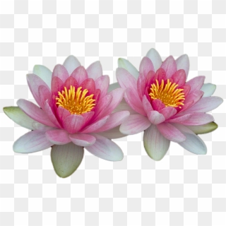Water Lilies, Pink, Pink Water Lily, Aquatic Plant - Nenufares Png, Transparent Png