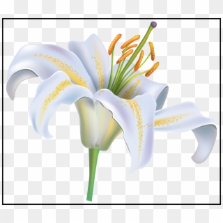 3030 X 2593 9 - Lily, HD Png Download
