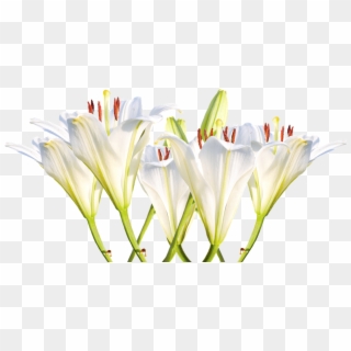 Lilies Png - Ảnh Hoa Ly Trắng, Transparent Png