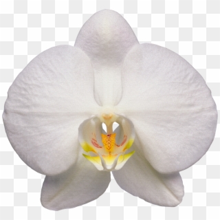 Orchid - Orchid Flower Transparent, HD Png Download