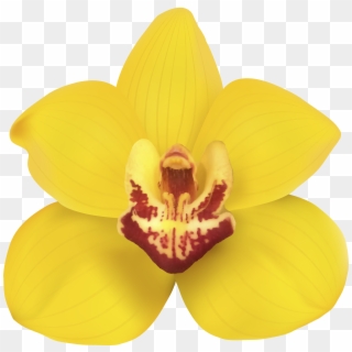 Yellow Orchid Png Clip Art - Yellow Orchid Flower Png, Transparent Png