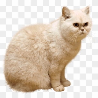 Free Png Download White Cat Png Images Background Png - Cat Png, Transparent Png