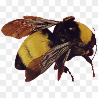 Report Abuse - Scum Fuck Flower Boy Bee, HD Png Download