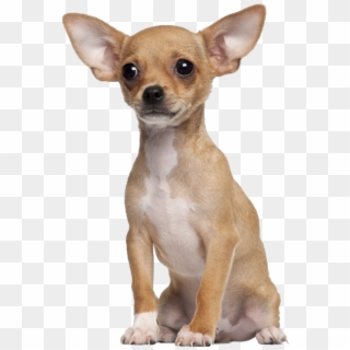 Chopra The Chihuahua - Small Tiny Dog's, HD Png Download