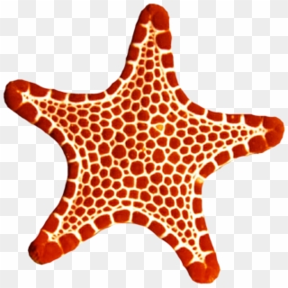 Sea Star Png Photo - Red Sea Star Png, Transparent Png