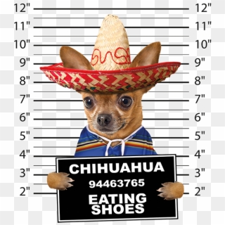 Chihuahua Mugshot - Dachshund Mugshot, HD Png Download