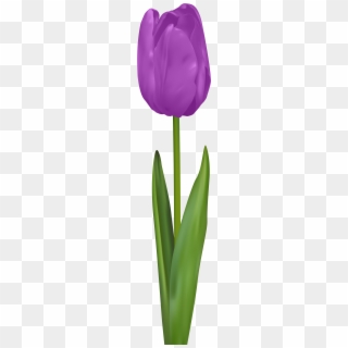 Purple Tulip Png, Transparent Png