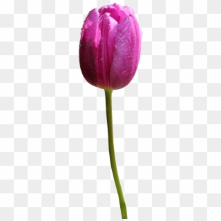 Free Png Tulip Png Images Transparent - Purple Tulip Flower Png, Png Download