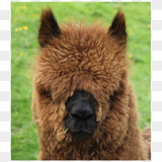 Little Lucy In Full Fleece Just Before Shearing - Alpaca, HD Png Download