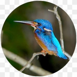 Blue-eared Kingfisher - Coraciiformes, HD Png Download