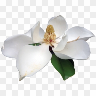 Magnolia White - Magnolia Transparent, HD Png Download