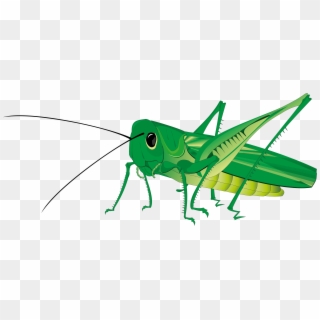 Grasshopper Png, Transparent Png