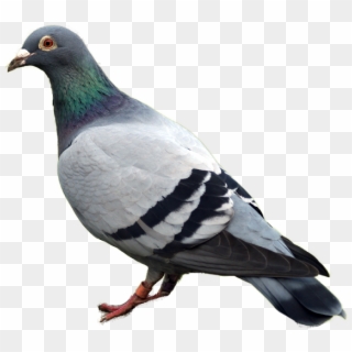 Pigeon Png Image - Pigeon Bird, Transparent Png