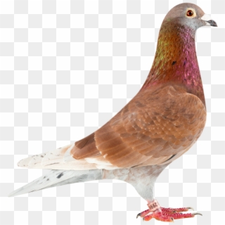 Red Ace - Stock Dove, HD Png Download