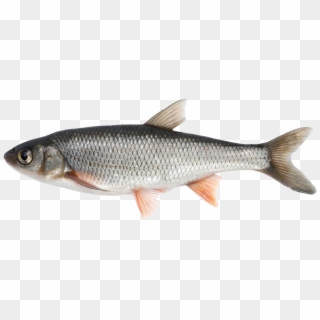 Fish Png Image - Fish Available In India, Transparent Png