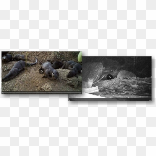 We Record Undisturbed Otter Behavior - Led-backlit Lcd Display, HD Png Download