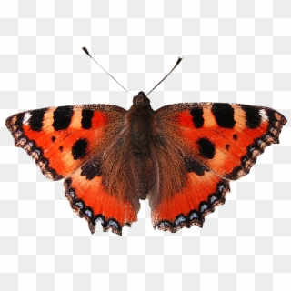 Report Abuse - Difference Between Of Butterfly And Moth, HD Png Download
