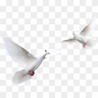 Download Pigeon Png Transparent Images Transparent - White Doves, Png Download