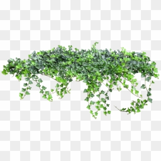 Tale Fairy Vine Ivy Texture Png Free Photo Clipart - Enredadera Png, Transparent Png
