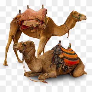 Read More - Arabian Camel, HD Png Download