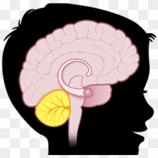 Brain Clipart Teacher - Brain Stem Clip Art, HD Png Download