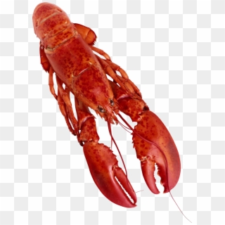 Lobster Png Clipart - Lobster Png, Transparent Png