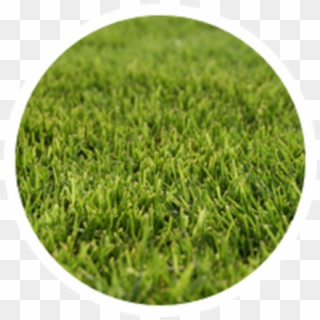 Common Grass Pollens - Circle, HD Png Download