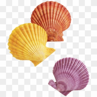 Sea Shell Png - Transparent Background Seashells Png, Png Download