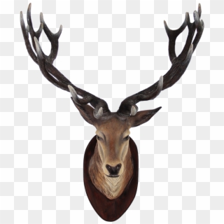 Deer Skull Png - Animals Head On Wall, Transparent Png