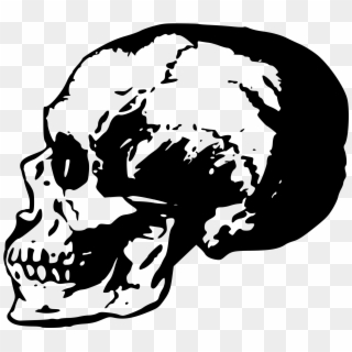 Big Image - Skull Of Side Png, Transparent Png