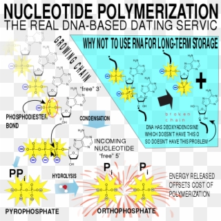 Nucleic Acid Polymerization - Structure, HD Png Download