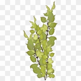 Greenery - Happy Feast Of Our Lady, HD Png Download
