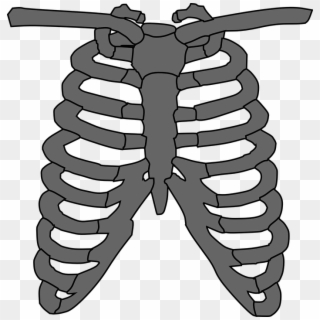 Rib Cage Png - Heart Sounds Locations, Transparent Png
