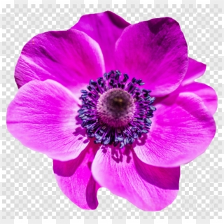Purple Flower Png Clipart Clip Art , Png Download, Transparent Png